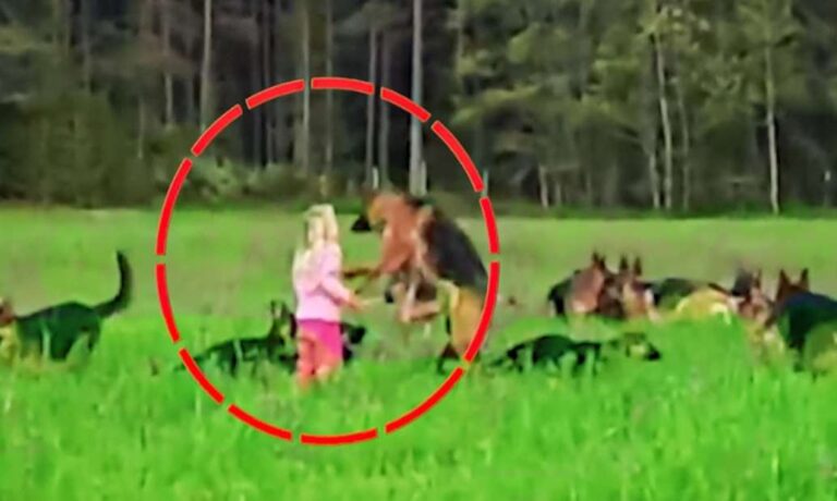 När den lilla flickan lyfte sin hand, dröjde det bara en sekund innan hon var omringad av hundar! Hur lyckades hon ta sig ur den situationen?